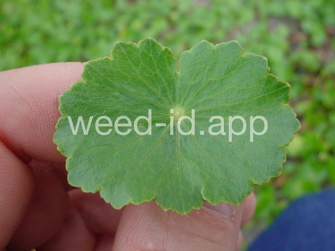 pennywort, whorled